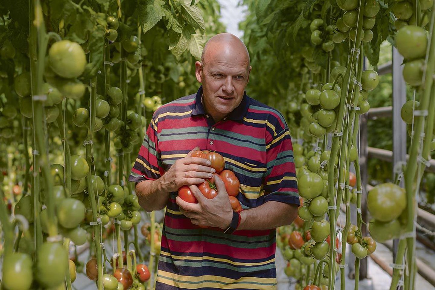 Viljar Metsaoru proovis esimest oma kasvuhoone tomatit aprilli lõpus, müügile jõudsid need sel nädalal.