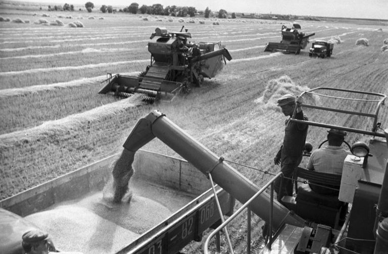 Иллюстративное фото. Уборка урожая на целине, конец 60-х годов