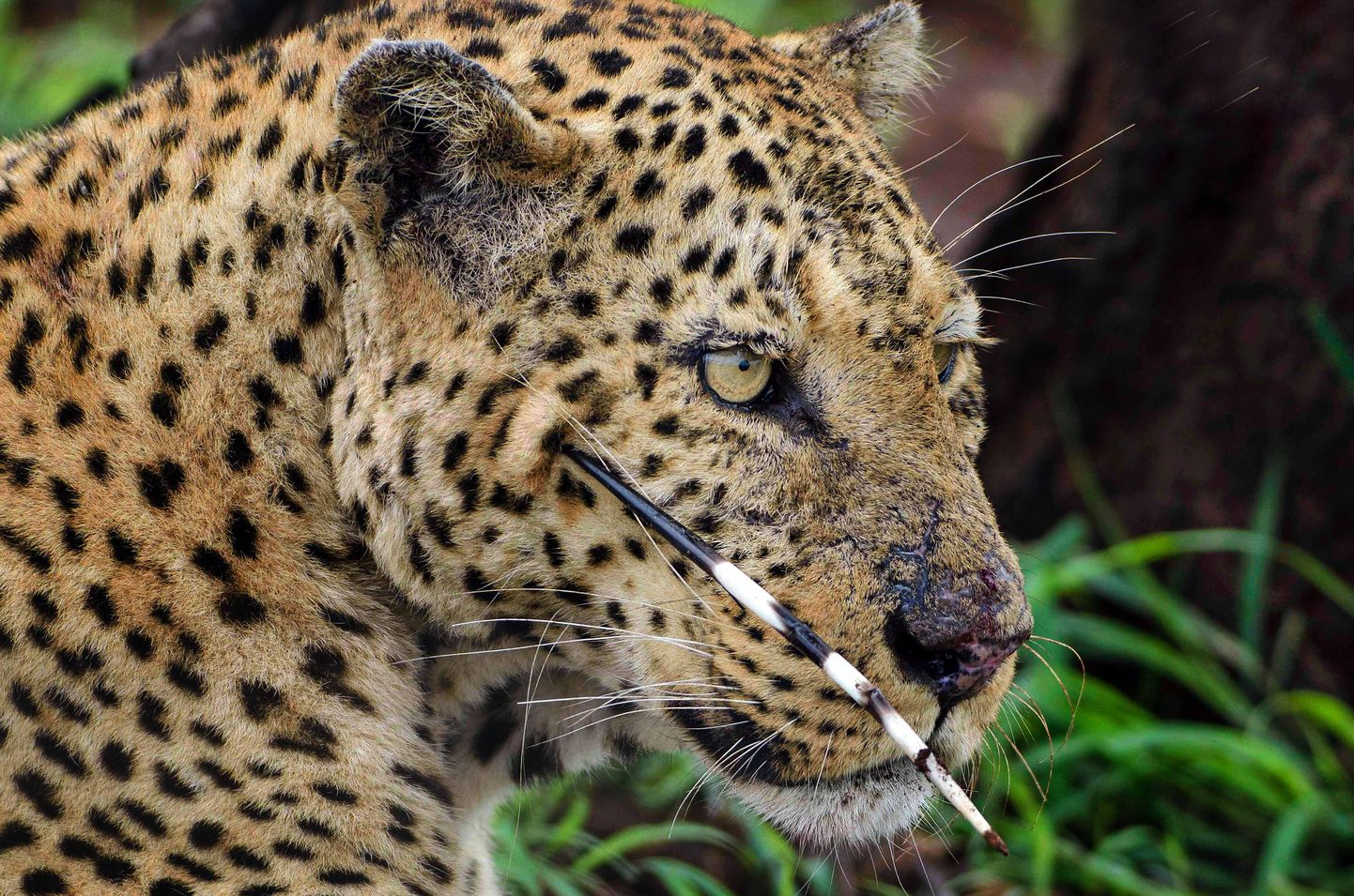 Leopard pärast okassea kaitserünnakut
