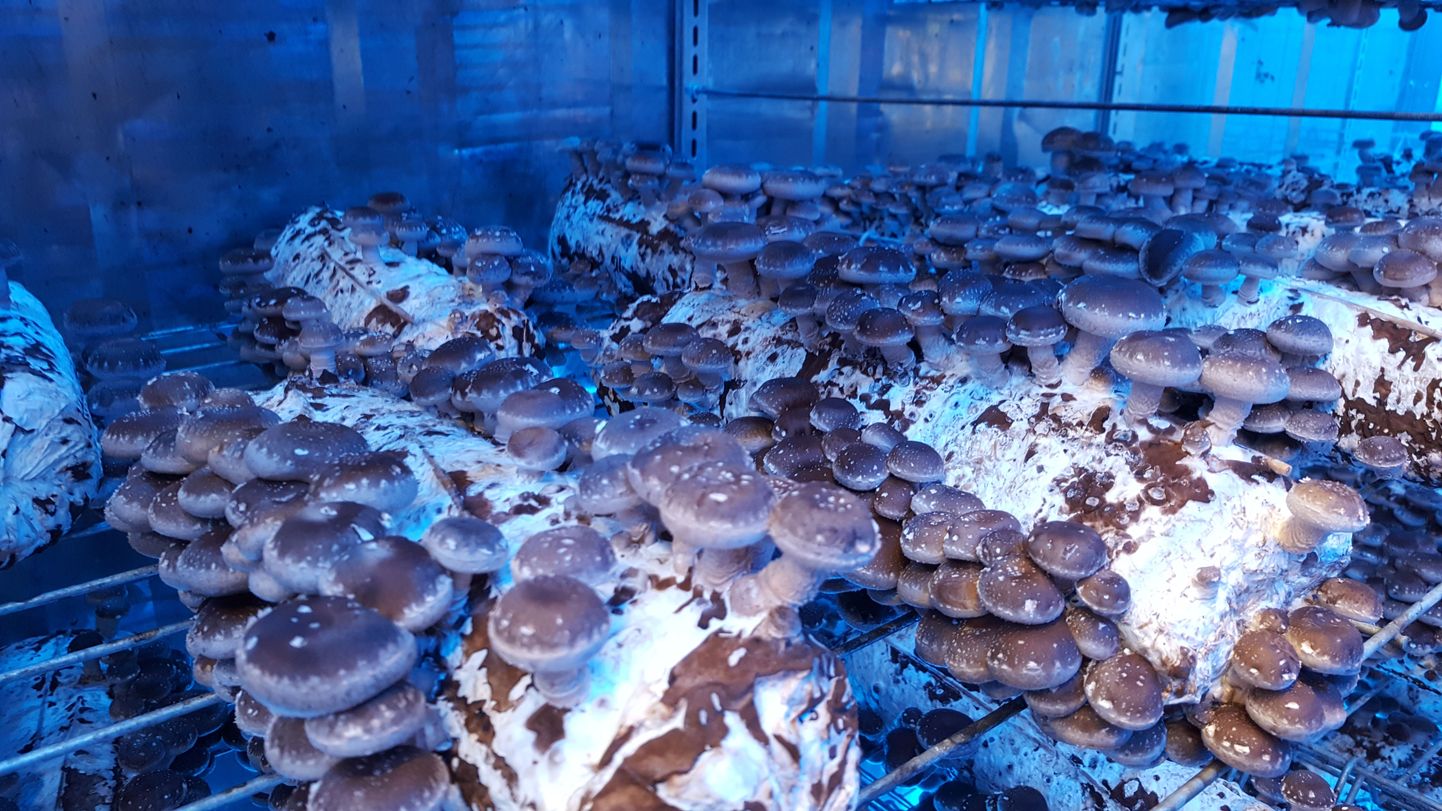 Ettevõte püüab Eestisse seenekasvatustööstust rajada.