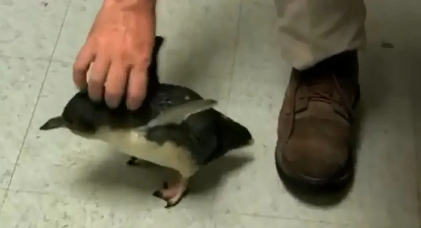 Mis juhtub, kui pingviini kõditada?