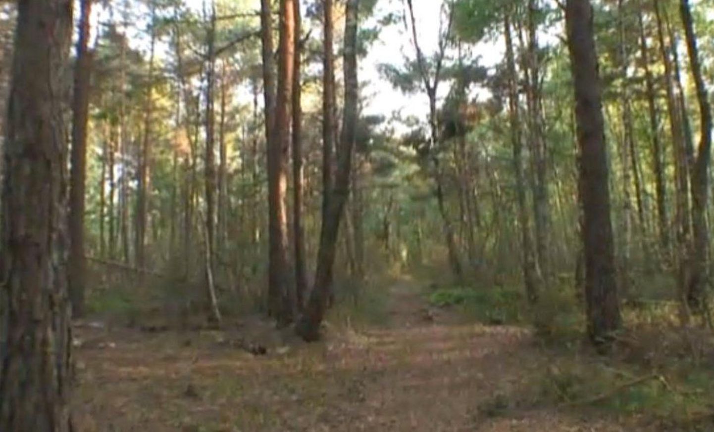 Matkajad leidsid Koonga vallast metsatee äärest peata põdrakorjuse.