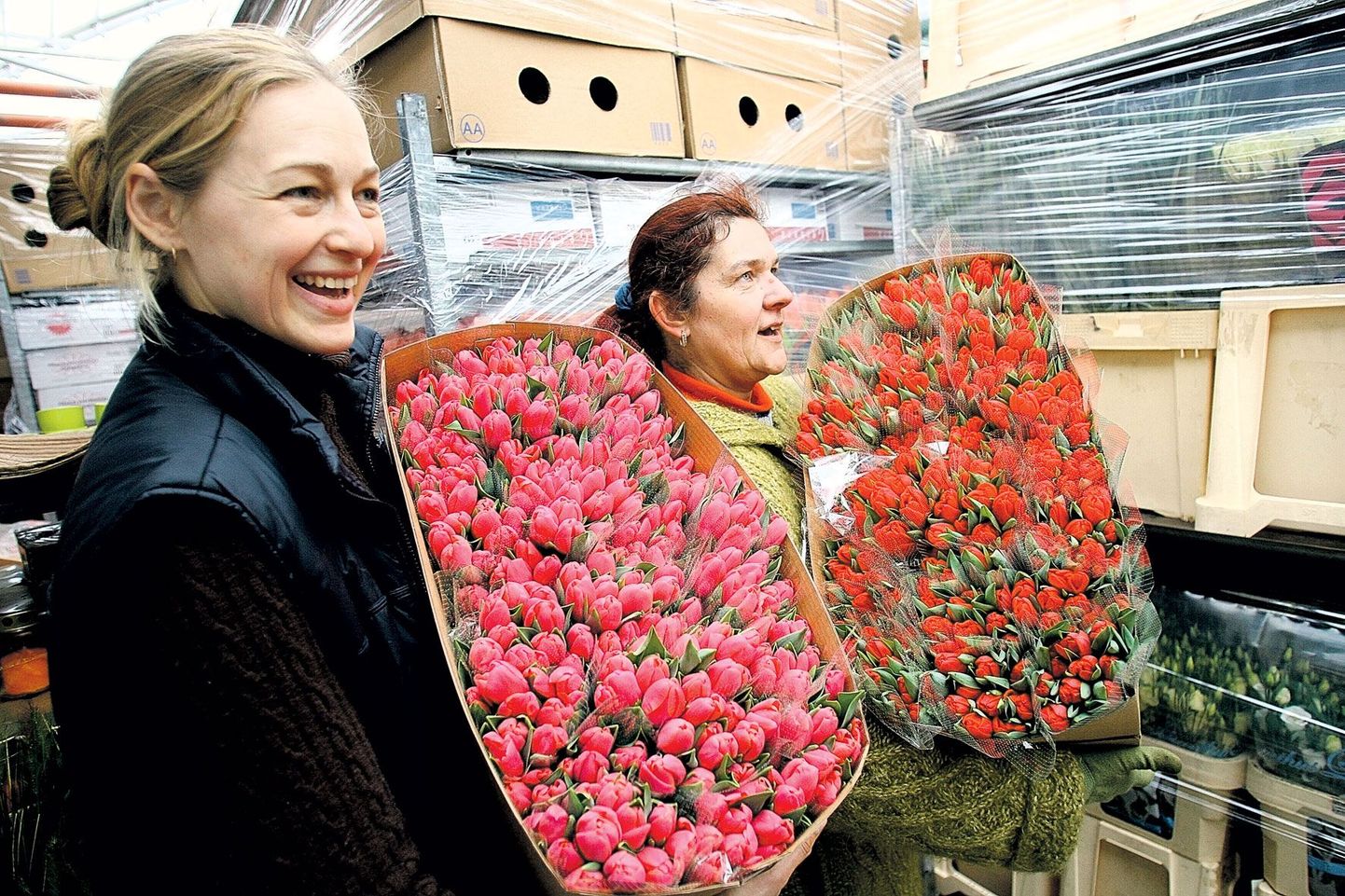 Jardini aianduskeskuse töötajad Liina Perve (vasakul) ja Karin Lepp tõid jahedast hoiuruumist välja meie naistepäeva lemmiklilled – tulbid. Jardinis puhkes sellel korral 8. märtsiks õitsele ligi 100 000 tulpi.