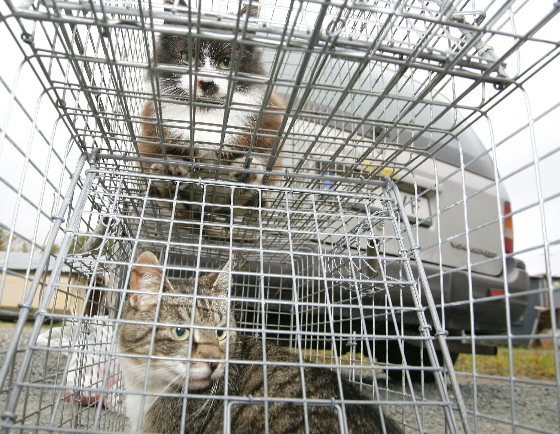 Kassid Pärnu kodutute loomade varjupaigas. Foto on illustratiivne.