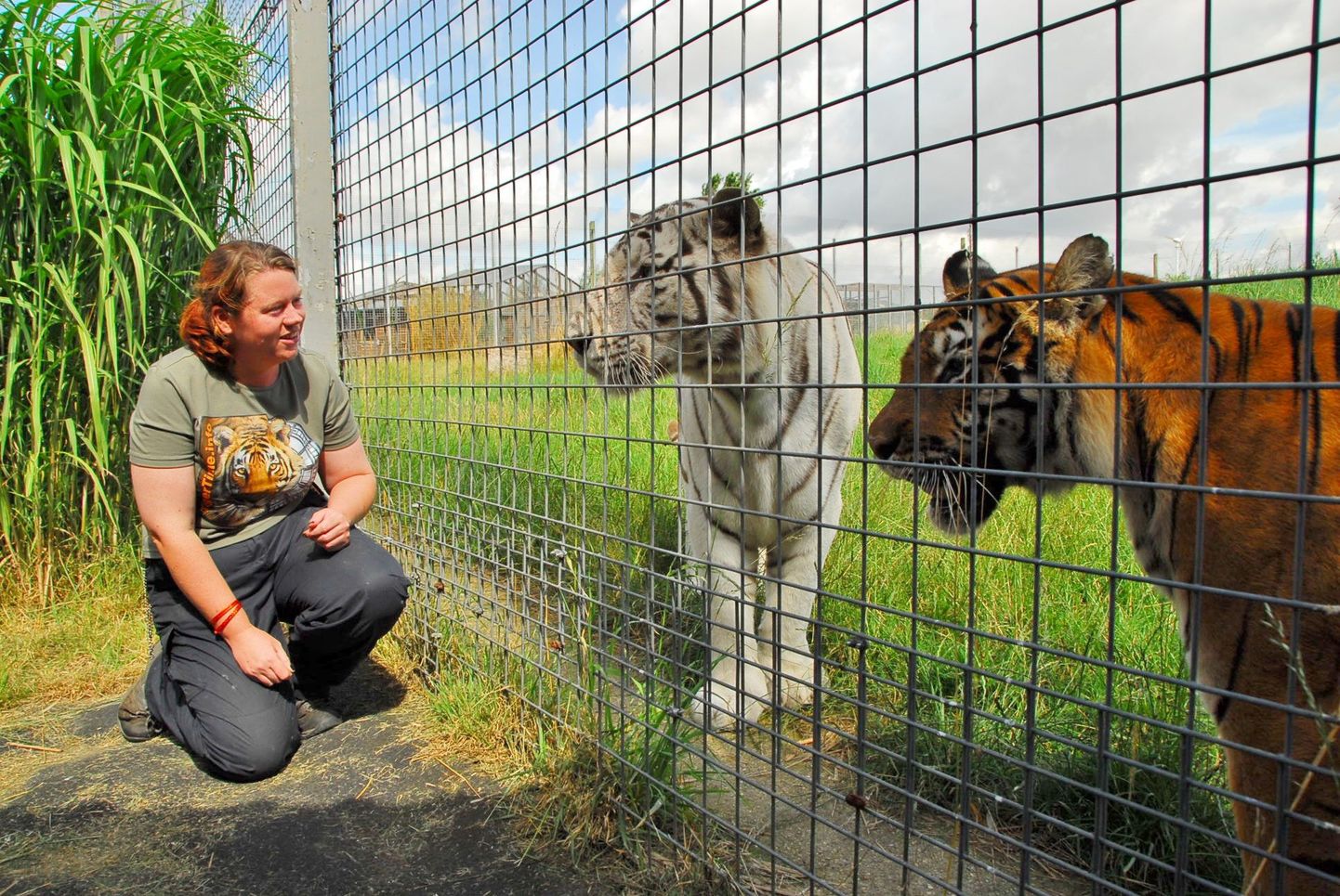 Роза Кинг с тиграми в зоопарке "Хэмертон".
