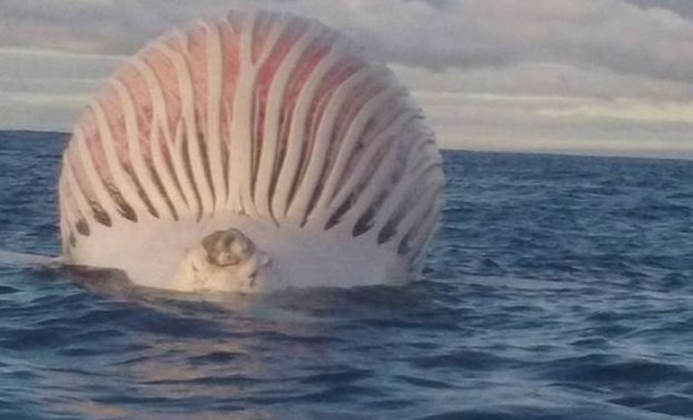 Austraallaste leitud kera, mis osutus gaasi täis surnud vaalaks