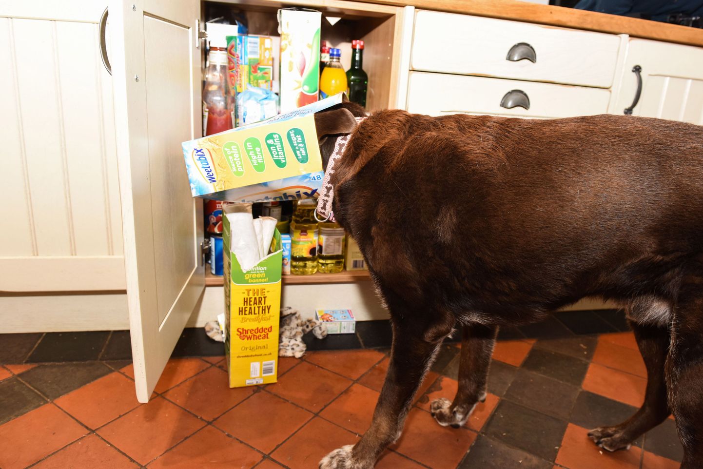 Labrador Lolo on õppinud laualt, kapist ja külmutuskapist toitu varastama ning toitub nii nagu seda ei tohiks