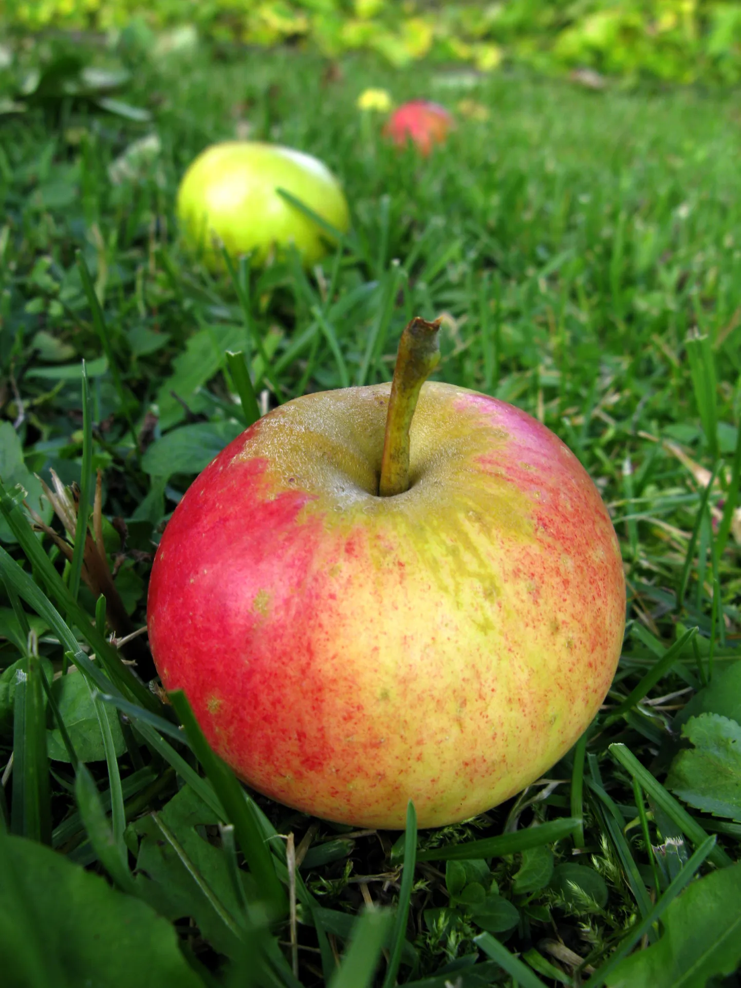 Kõige populaarsem koolipuuvili on õun.