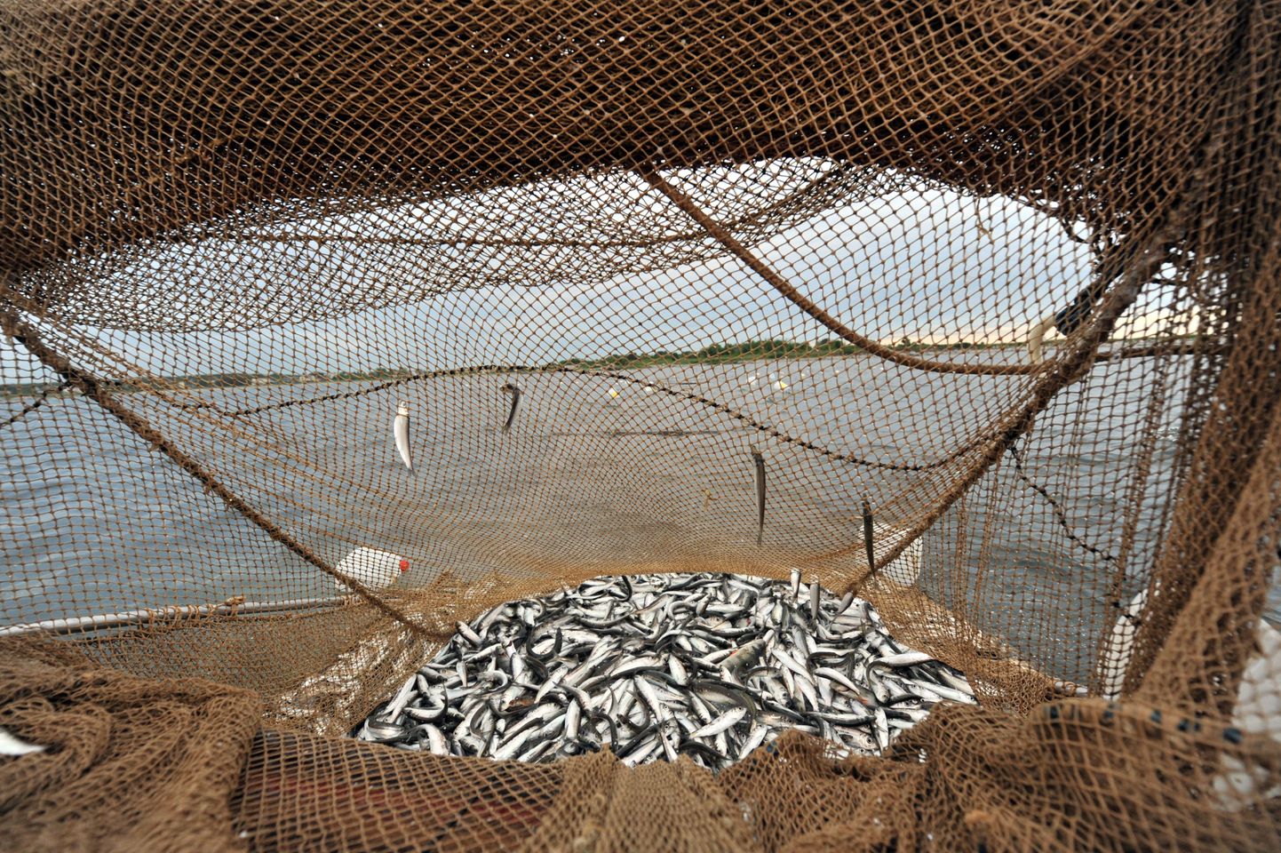 Venemaa karmistab kontrolli Saksamaalt, Poolast ja Baltimaadest imporditava kala üles, sest kahtlustatakse, et kahtlusega, et imporditav kala võib sisaldada dioksiine.