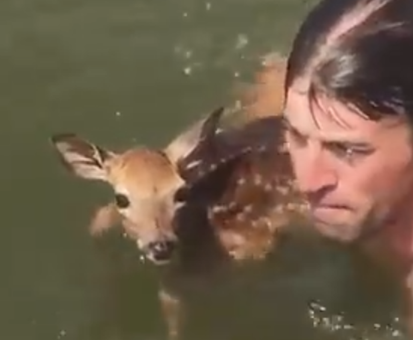 Мужчина спасает олененка. Скриншот из видео.