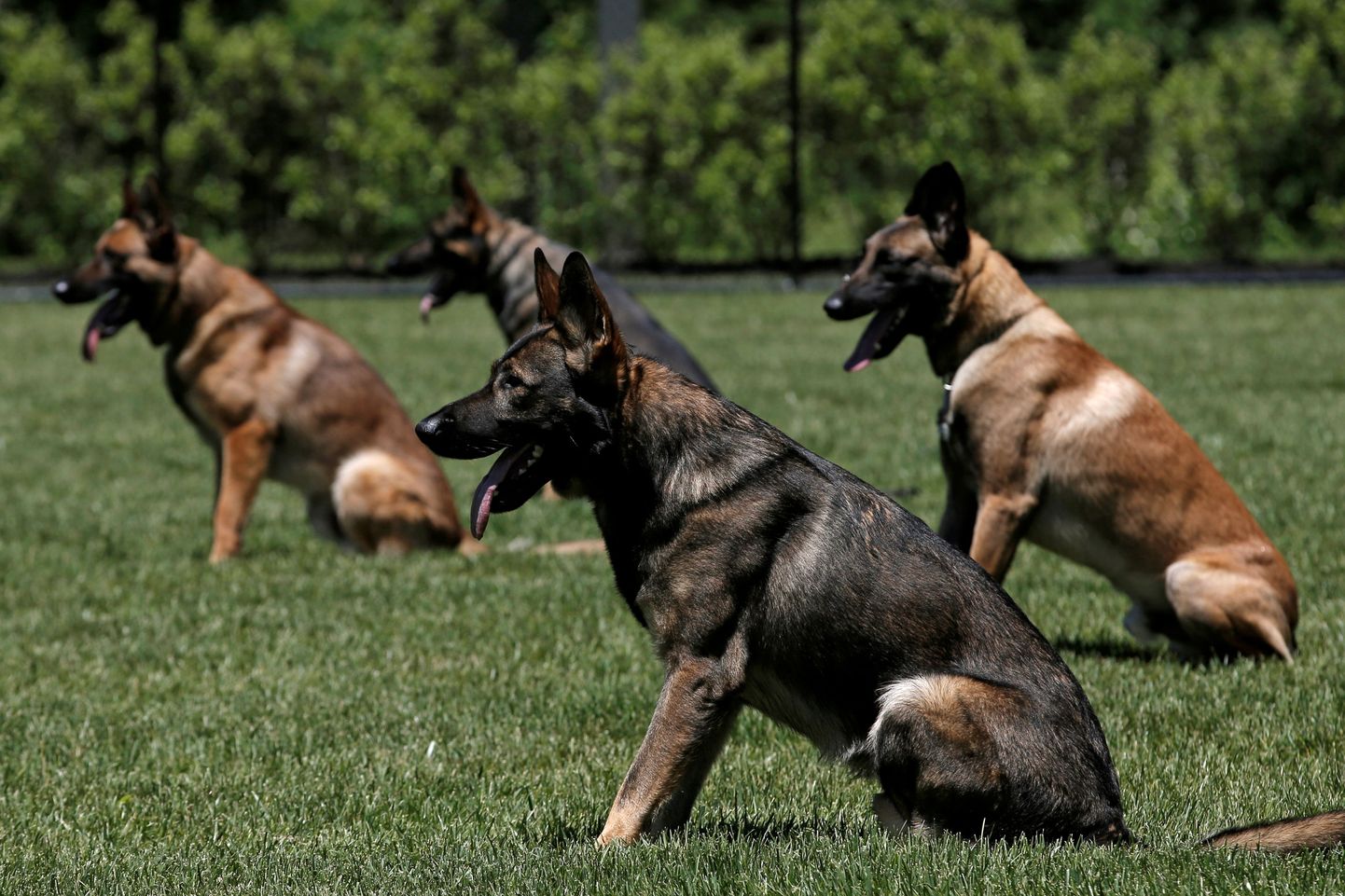 USA politsei eriüksuse koerad