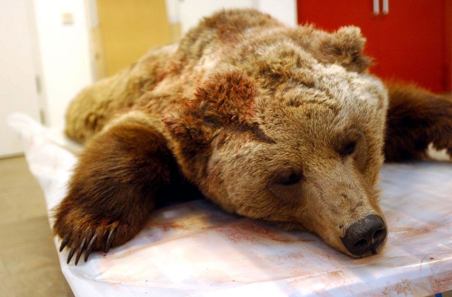 Rootsis lasti maha jahimeest rünnanud karu