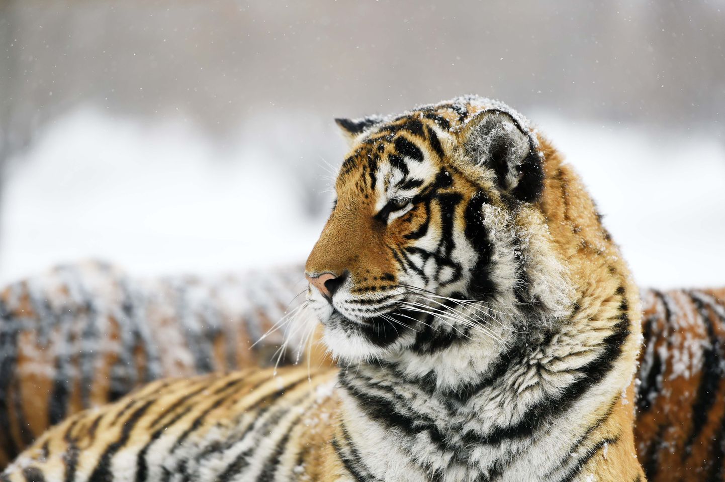 Amuuri tiiger Hiinas asuvas tiigrite pargis.