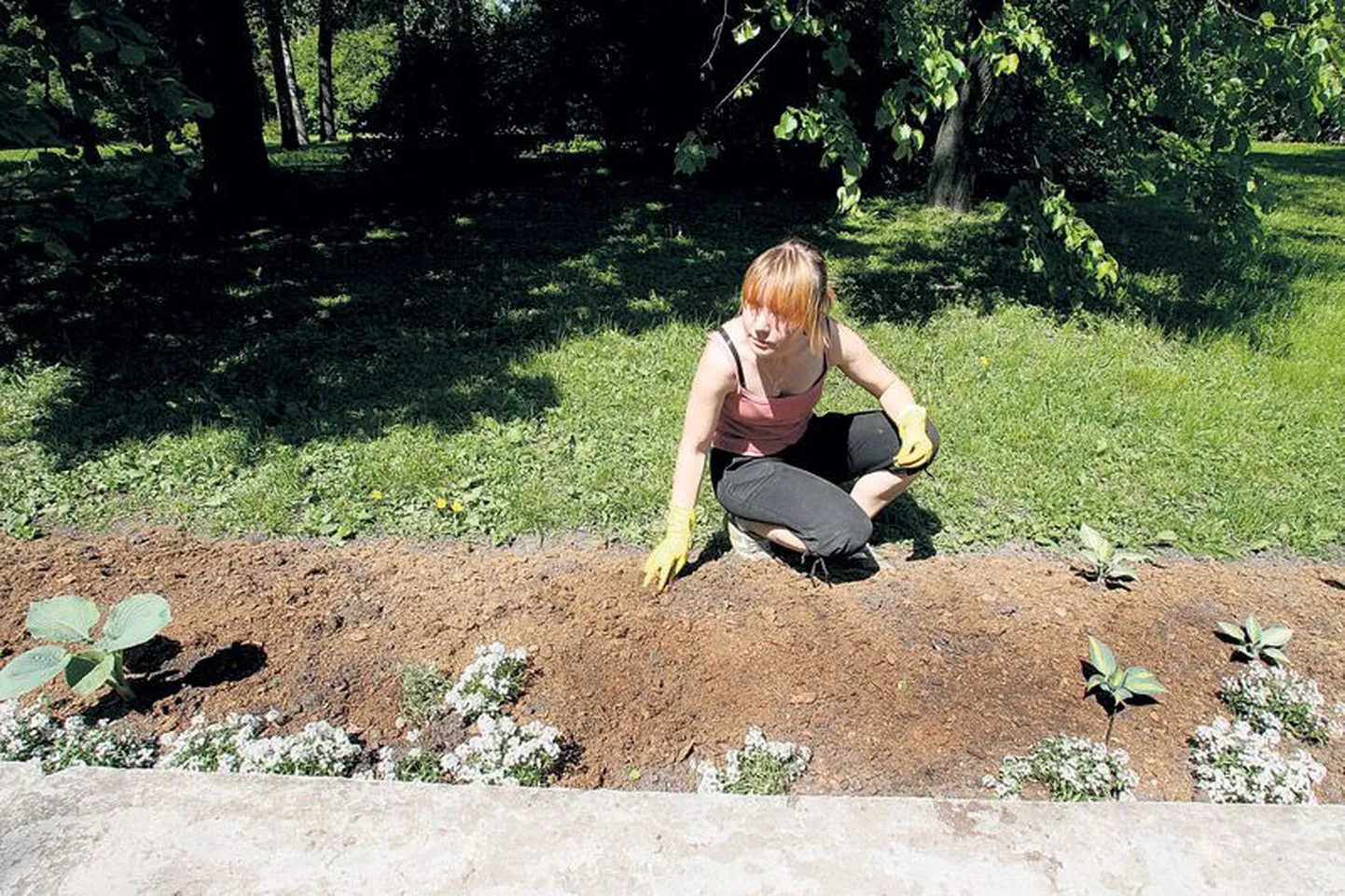 Kanepi aiandi haljastusspetsialist Reelika Rätsep tõdes, et esialgu jäävad paljaksvarastatud peenrad lilledeta.