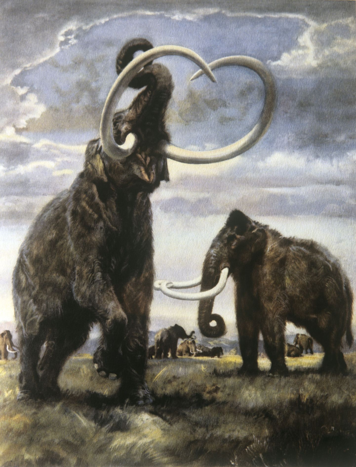 Kunstniku kujutis mammutitest.