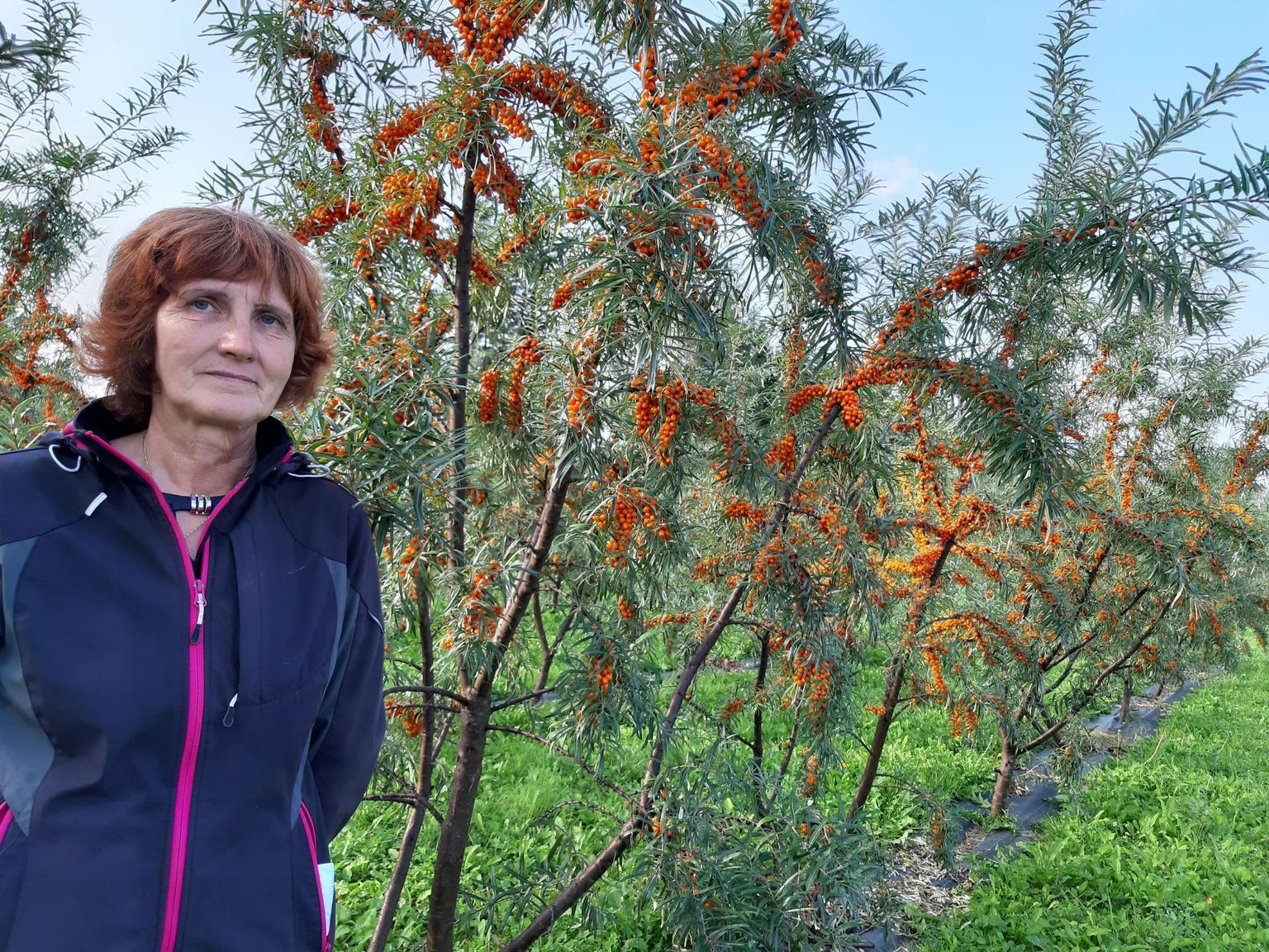 Kersti Kahu näitab, et astelpajusaaki koristades võeti maha kolmandik okstest, kui rohkem võtta, siis järgmisel aastal jääks suurema saagita. Need marjad jäävad lindudele.