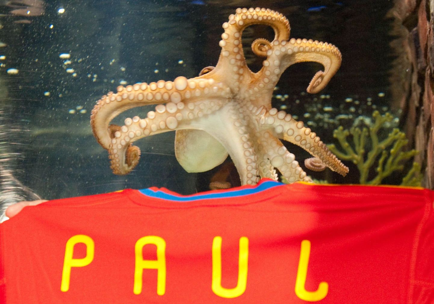 Kaheksajalg Paul
