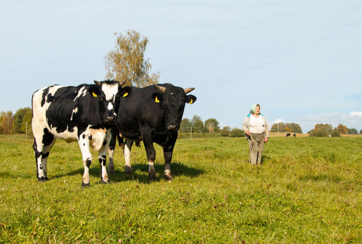 Loomade perenaine Laine Saaron ütles, et käib pullide lihakombinaati viimiseks aega kinni panemas võib-olla juba täna. Esiplaanil karja lehm ja pull.