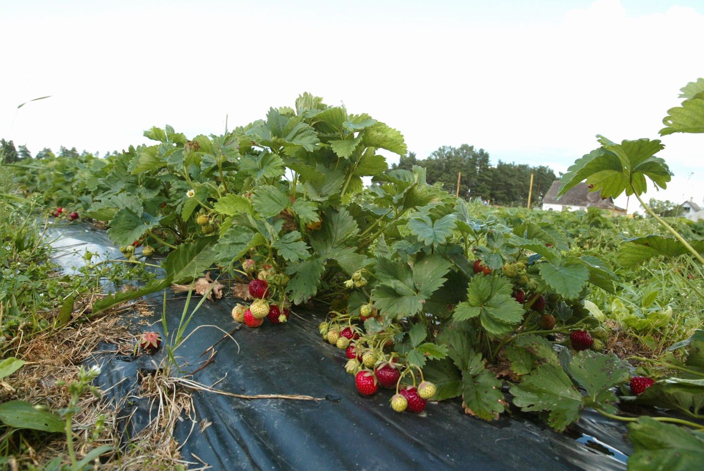 Seenhaiguse jõudmine maasikapõllule tähendab selle marja kasvatamise lõppu aastakümneteks.