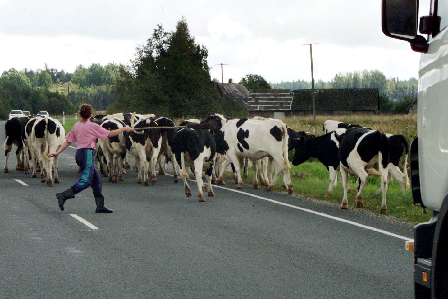 Karjamaalt lahti pääsenud lehmad maanteel.