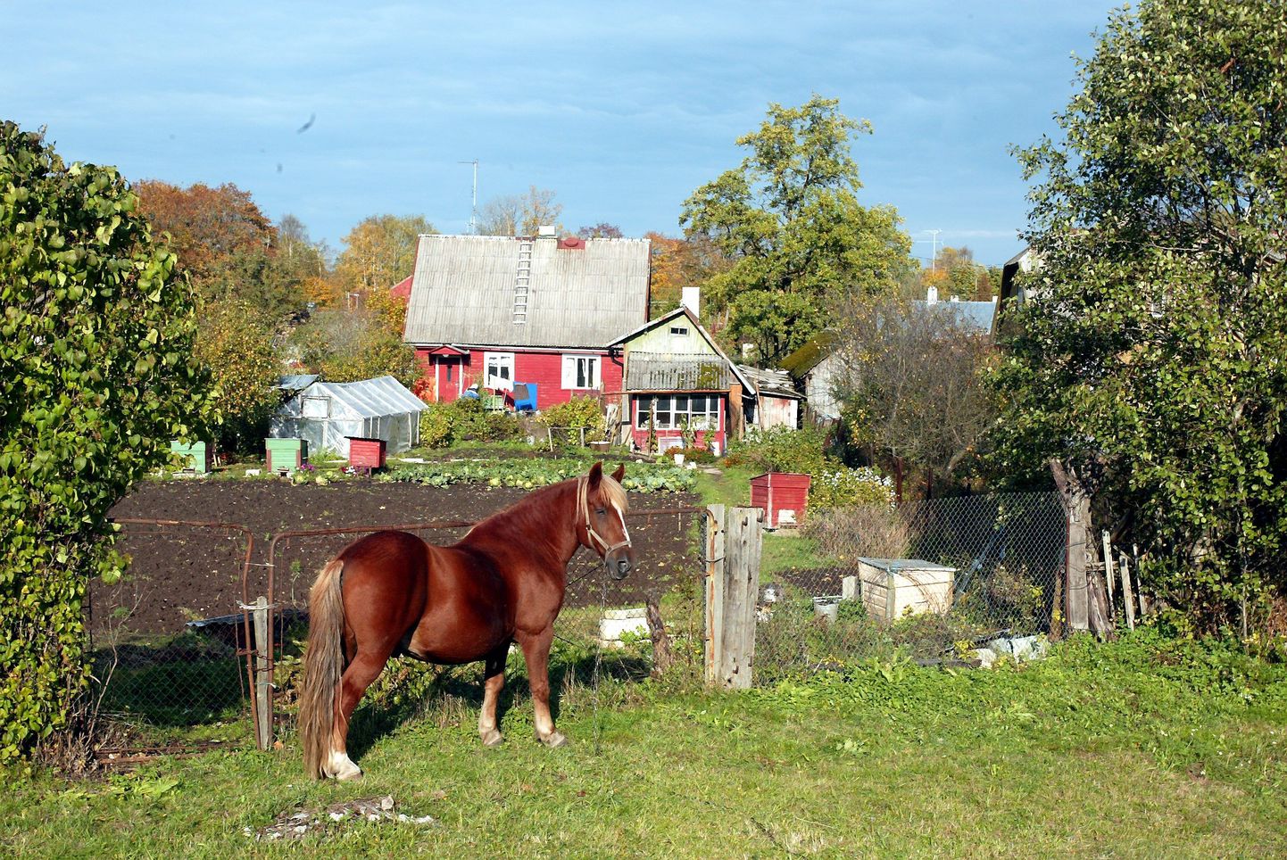 Mustlaste hobune elas Tapa linna läbiva Rakvere-Pärnu maantee ehk Tapa linna tänavana Paide maantee ääres.
