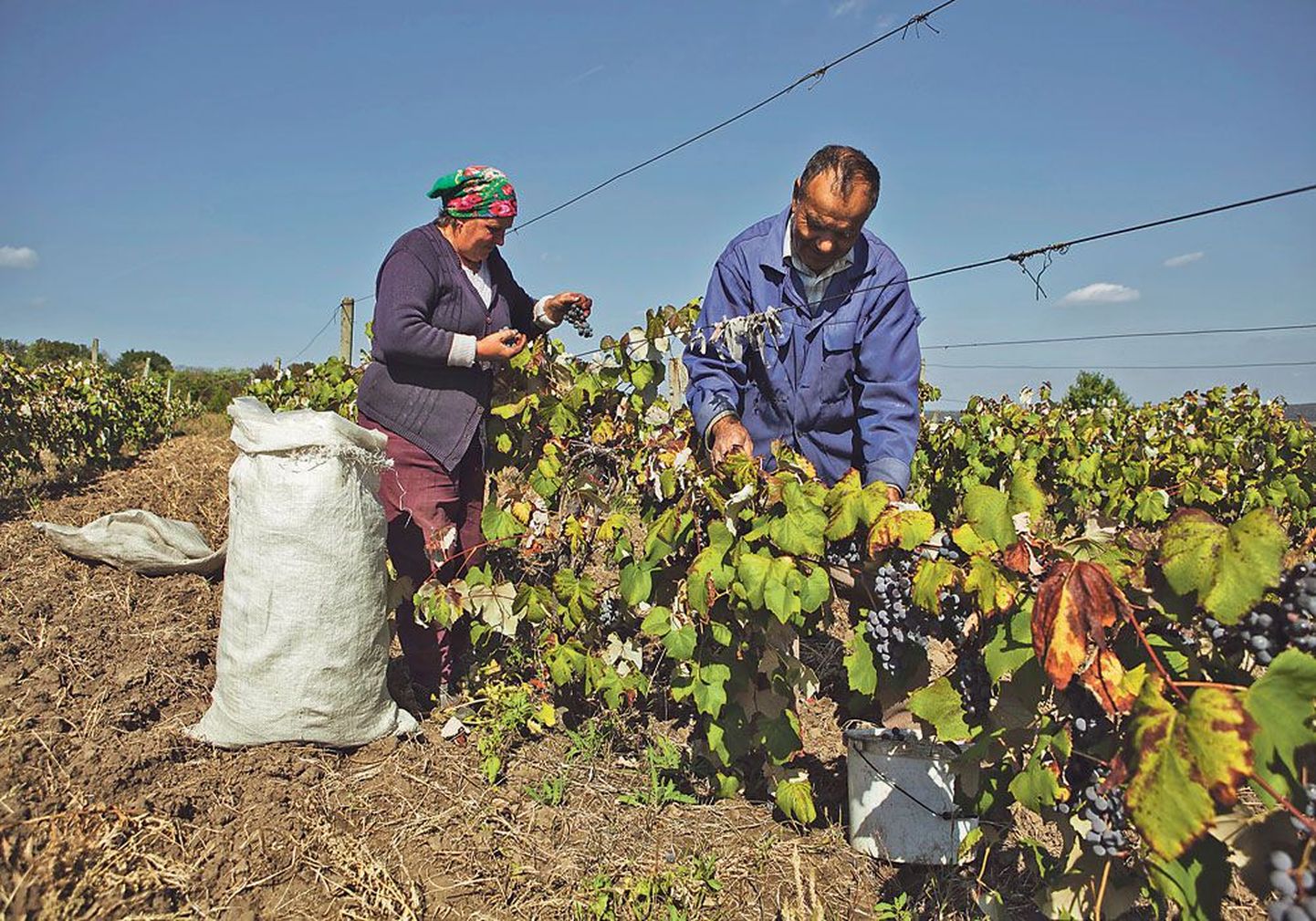Сбор винограда – главного богатства страны.