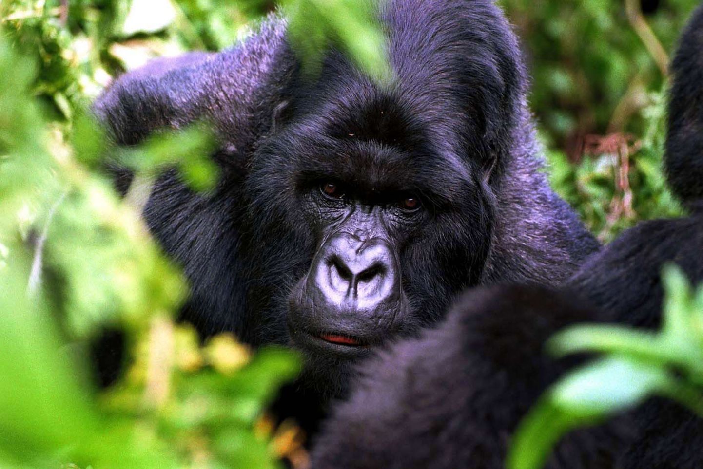 Alfaisane - gorillade karja juht
