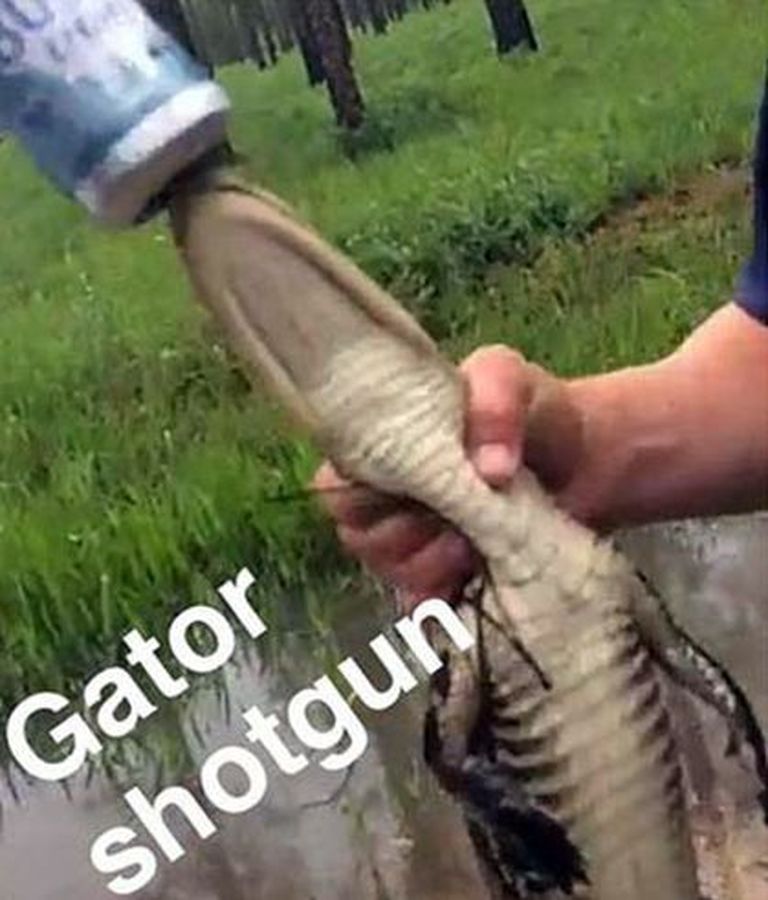 Lõuna-Carolina mehi süüdistatakse loomapiinamises, kuna nad jootsid alligaatorile õlut