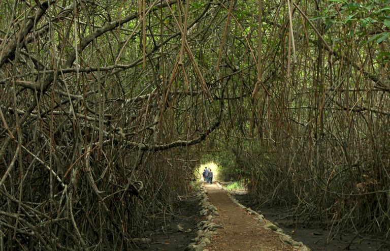 Ecuador. Mangroovimets Guayaquili reservaadi jalutusraja ümber. 