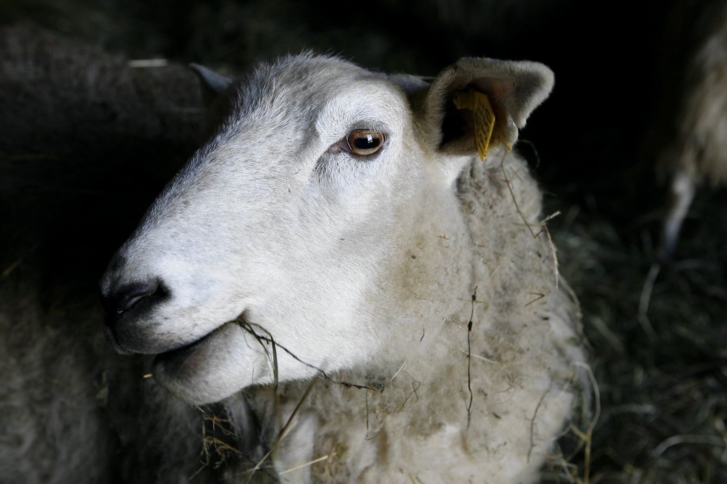 Овца. Иллюстративное фото