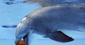 Tampere delfinaarium sulgeb uksed