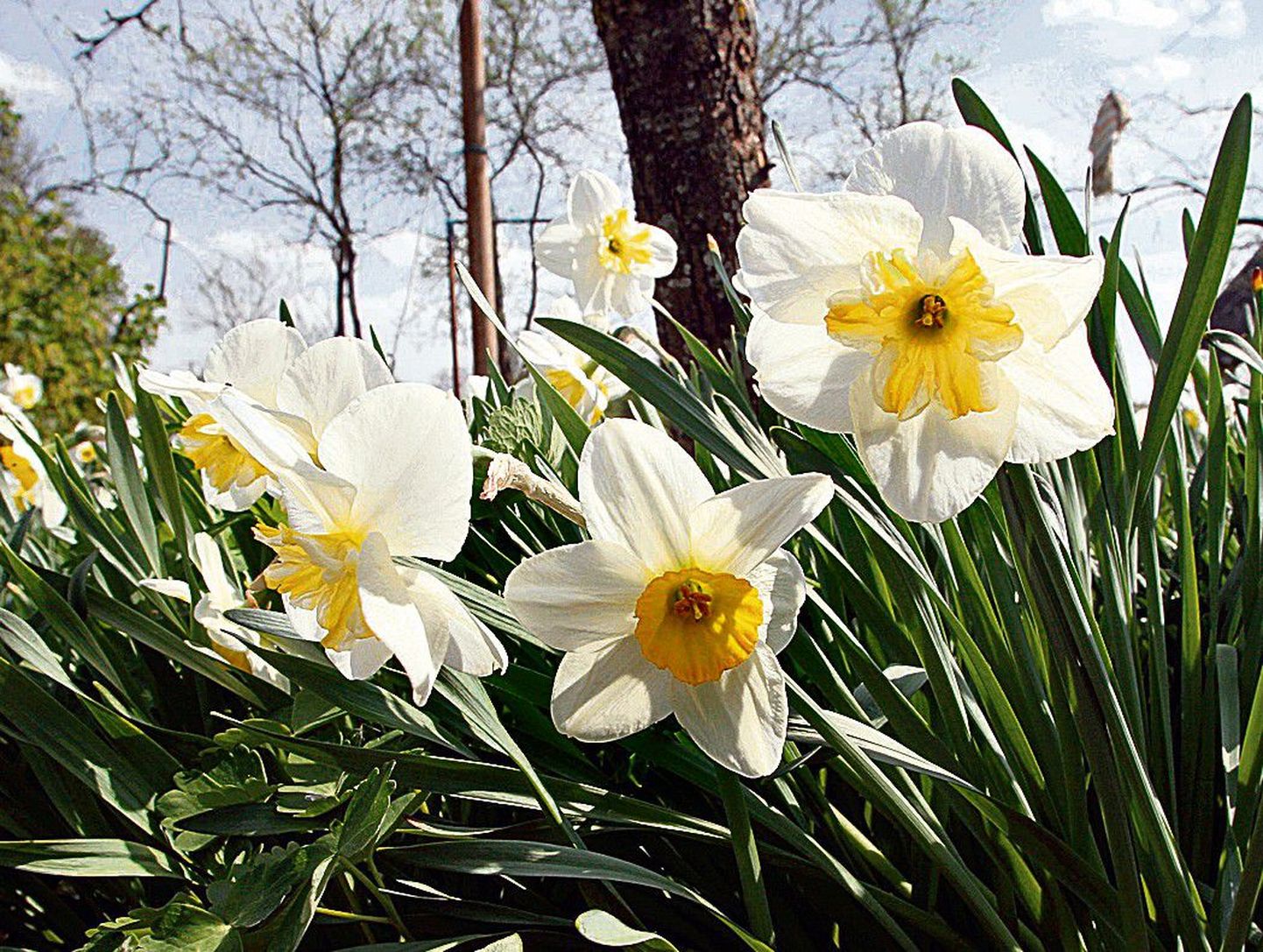 Nartsiss (Narcissus)
Nartsissid on looduslikult levinud Vahemere maades,  Kesk-Euroopas ja Ees-Aasias. Tänapäevaks on nendest iluaianduse tarbeks aretatud üle 10 000 sordi. Eestisse jõudsid nartsissid 18. sajandi alguses, olles tänapäeval koos tulpidega armastatumad kevadised aialilled.