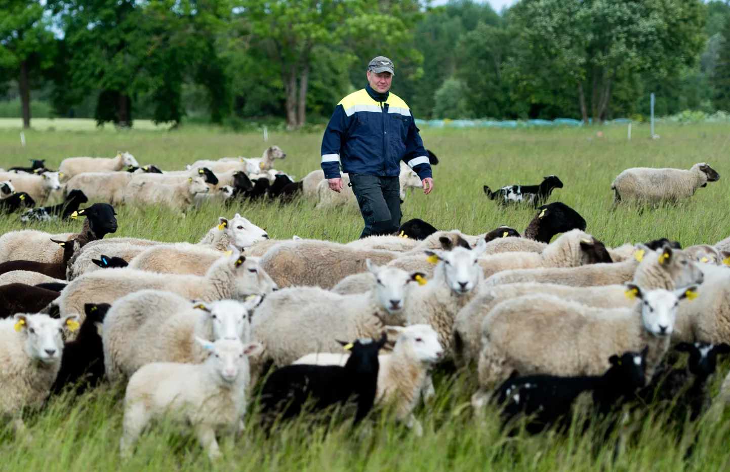 Rain Raudsepa karjatab ise oma 700-pealist lambakarja. Mehel sõnul peab tema lambakasvataja arvestama ka n-ö loomulike kadudega.