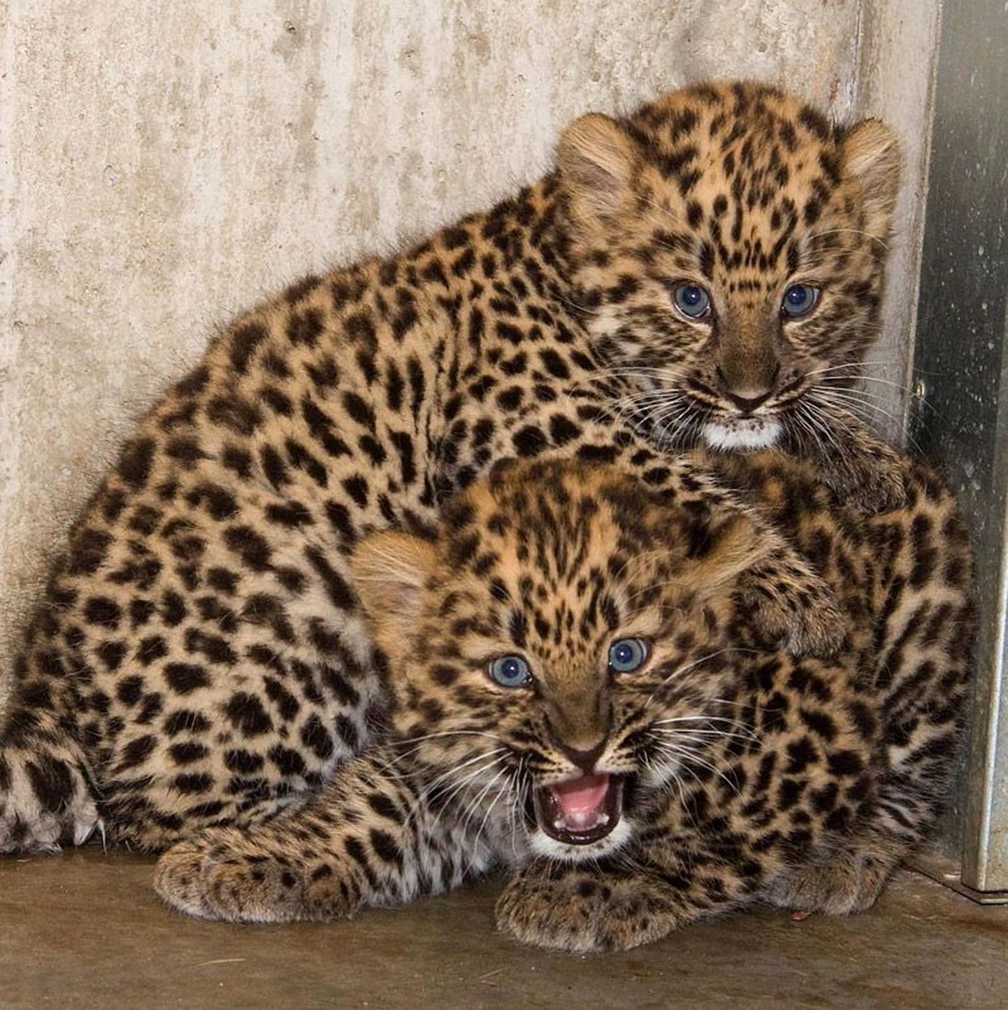 Amuuri leopardi kutsikad Tallinna loomaaias.