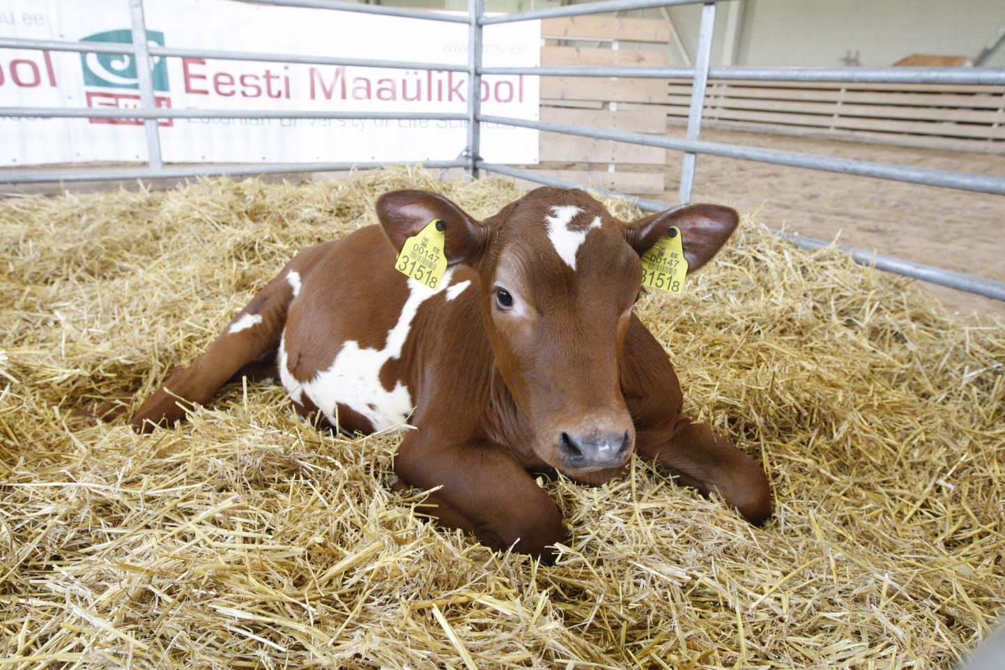 Eelmise aasta juuni lõpus EMÜs sündinud lehmvasika genoomis oli inimese kasvuhormooni geen ning kasvuhormooni lüpsva lehma piima oleks saanud kasutada erinevate haiguste ravimisel, paraku suri vasikas oktoobri alguses.