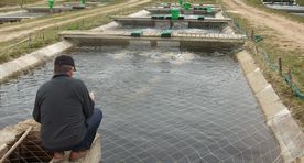 Faulty regulation blamed as millions of fishery support wasted