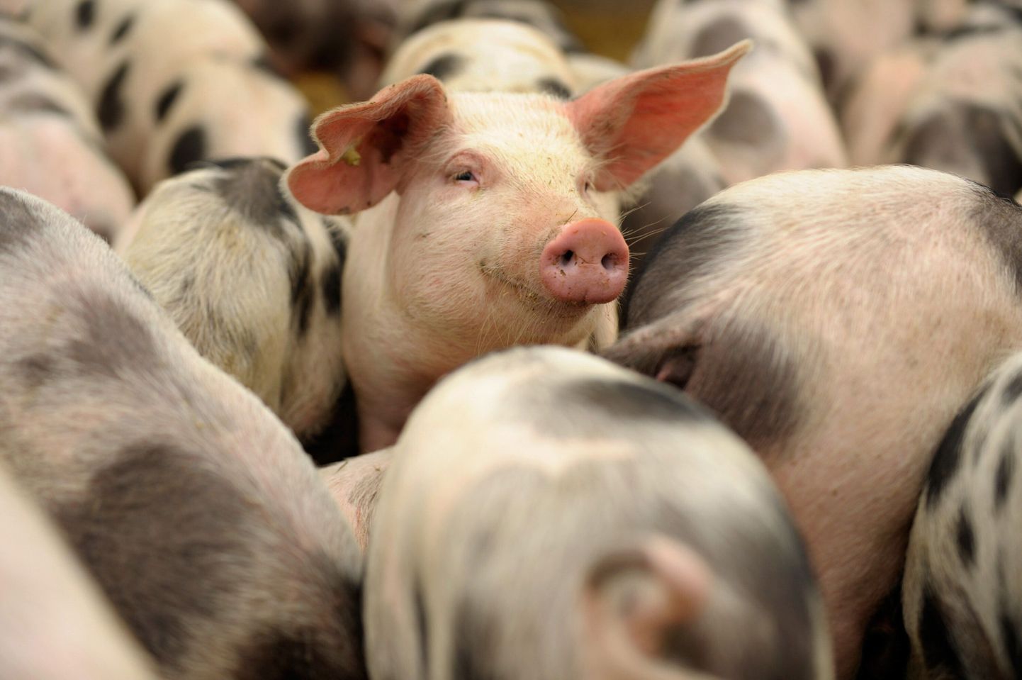 Soovitus: sigade kisa puhul kasutada kõrvakaitseid