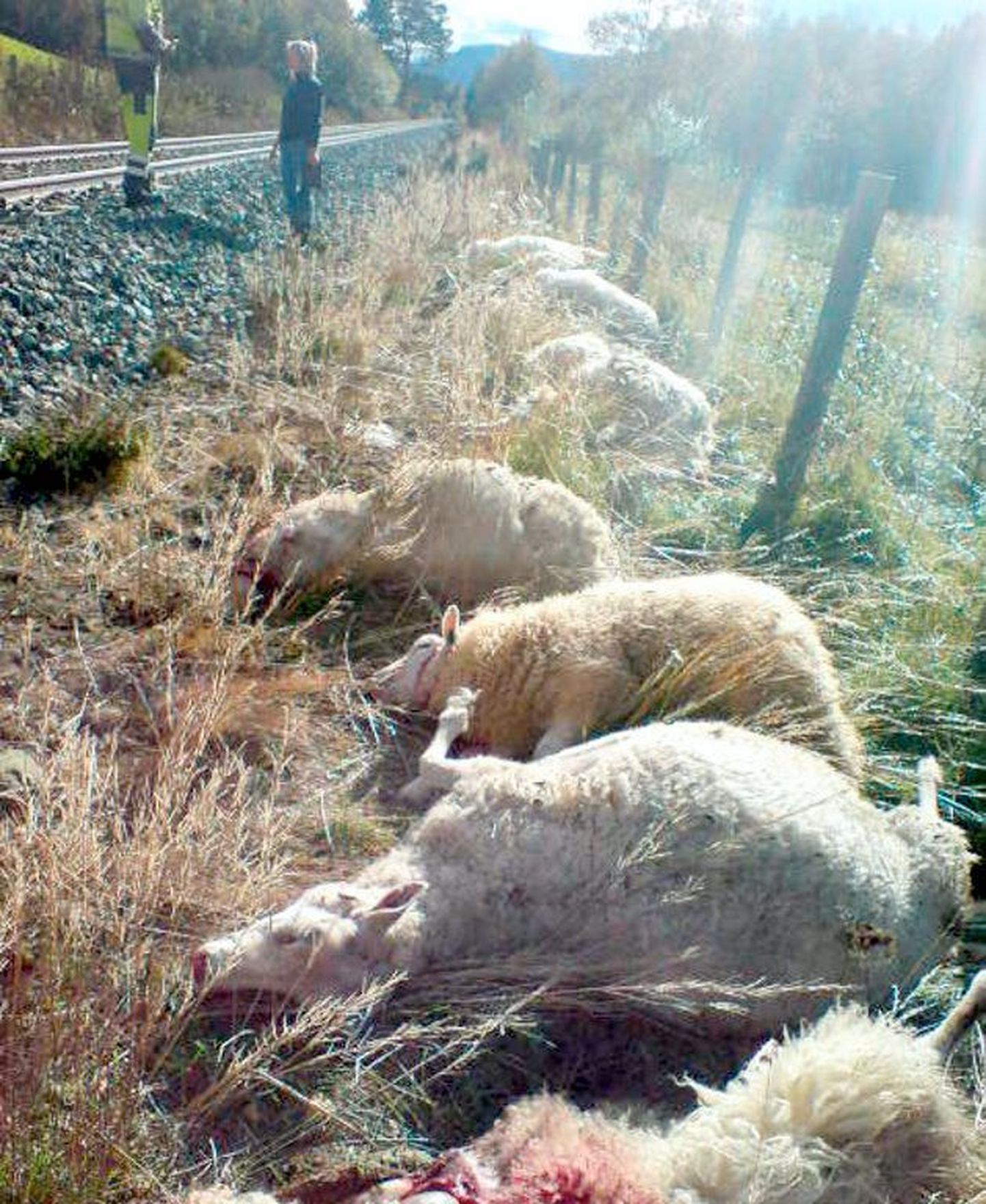 Norras ajas rong alla 32 lammast.