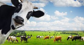 Farming crisis paving way for milk from Poland