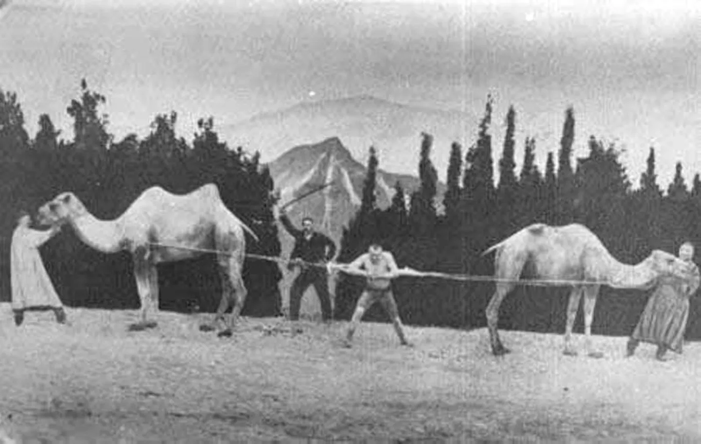 Ka kaks kaamelit ei saanud jõumees Georg Lurichist jagu.