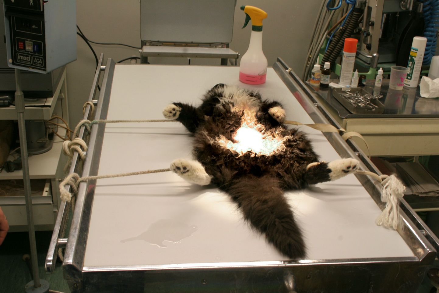 Kass loomakliiniku operatsioonilaual.