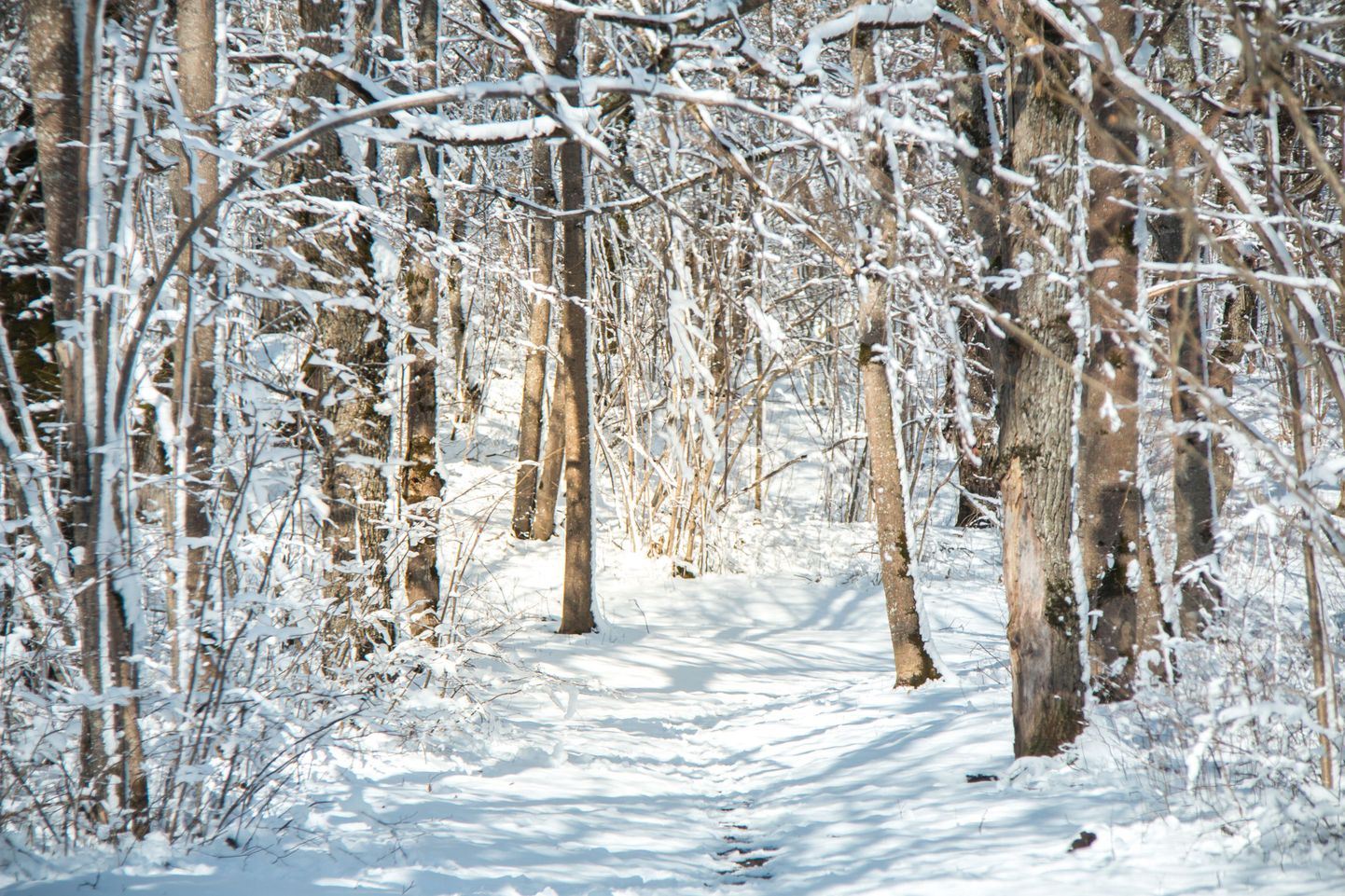 Лес зимой.