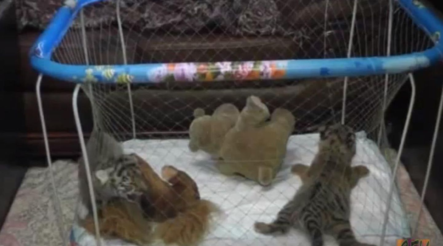 Jalta loomaaias sündisid amuuri tiigril pojad