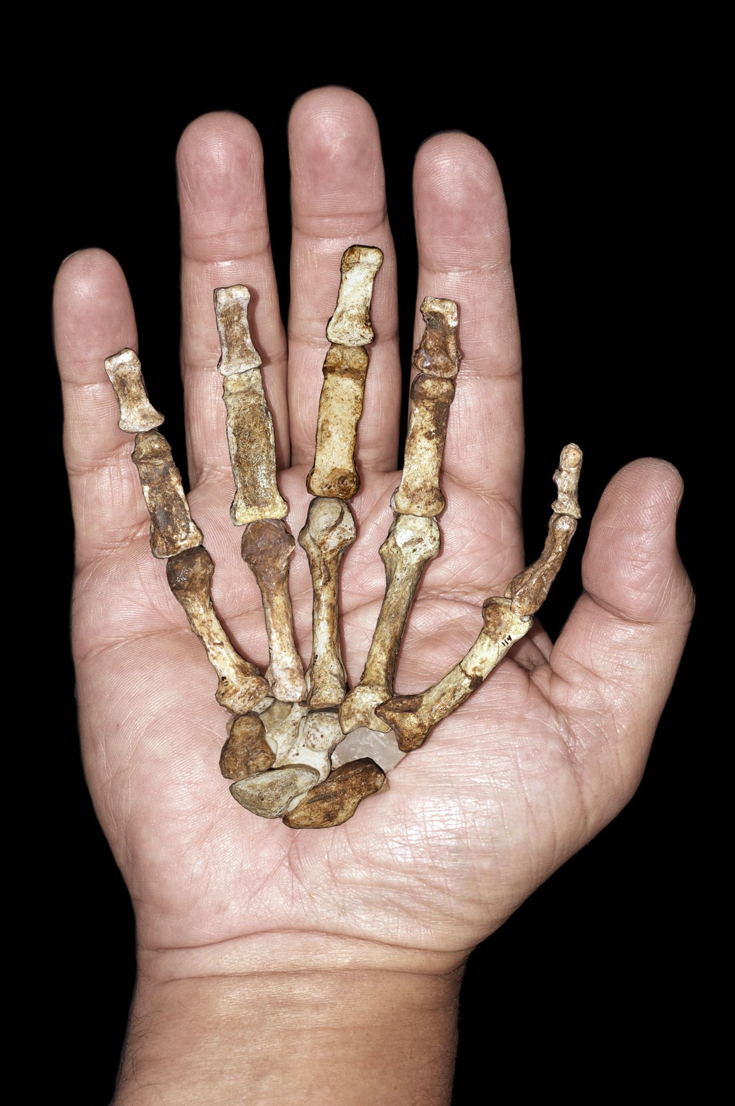 Australopithecus sediba  käeluud