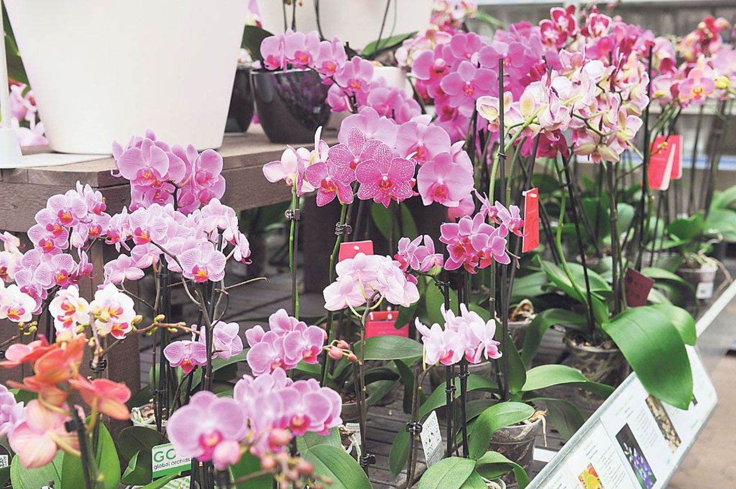 Kui tahta kastmisel väetisest suurimat kasu, tasub valida vees lahustuvad pulbrilised väetised ja liigipõhiselt, näiteks orhideele just selle tarbeks valmistatud väetis.