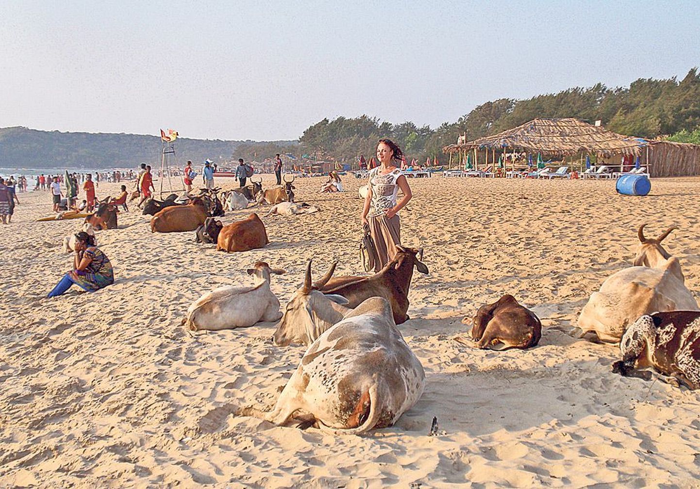 Kõik on võrdväärsed päikese all: vaikelu lehmadega Calangute rannas. Keskel 
Marika Korolev.