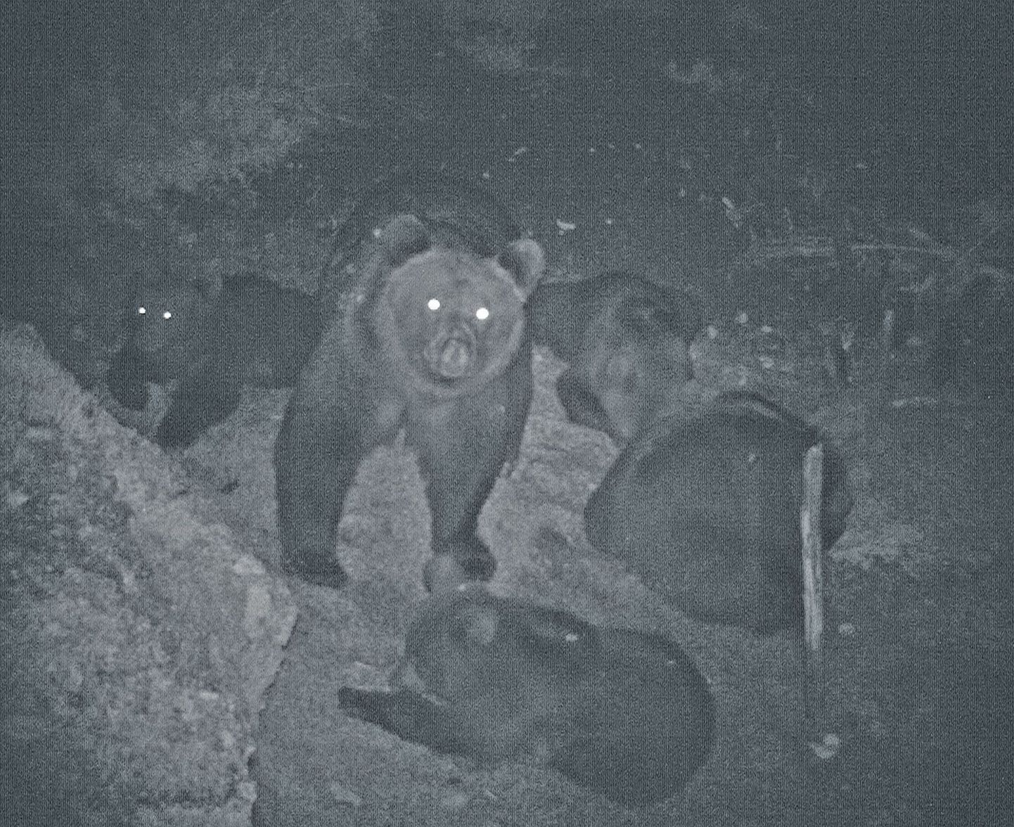 15 сентября веб-камера у деревни Насья зафиксировала визит медведицы с детенышами к кормушке для кабанов. Четверо детенышей у одной медведицы - редкость.