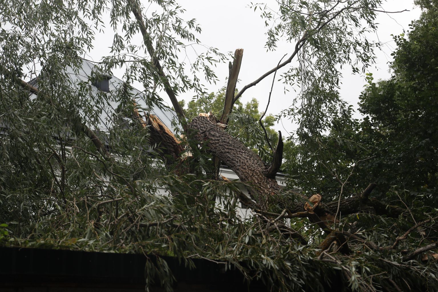 Torm on andnud päästjatele Kadriorus palju tööd.