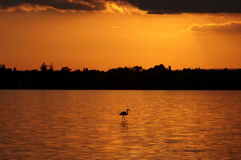 Küpros. Flamingo jalutamas Larcana järve päikeseloojangus. 