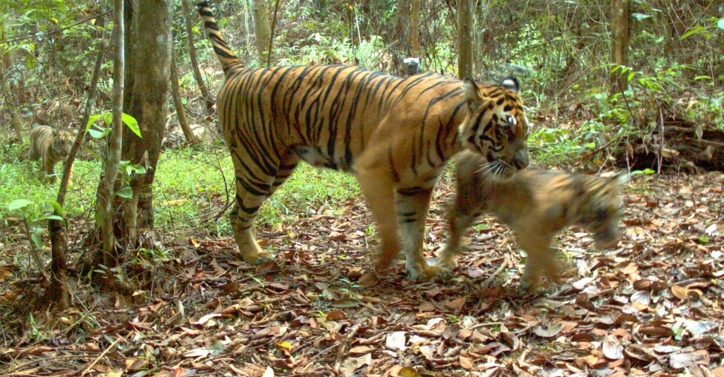 Sumatra tiigrid